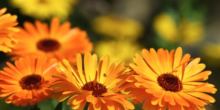 Flor que une beleza e propriedades úteis desperta interesse entre os jardineiros