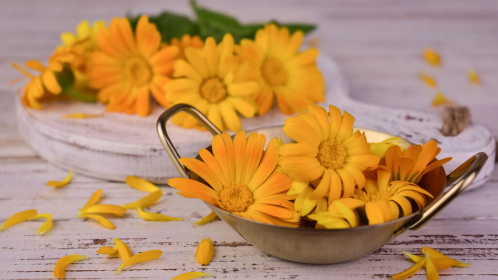 Flor que une beleza e propriedades úteis desperta interesse entre os jardineiros