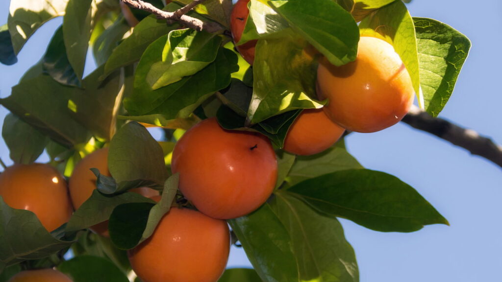 Fruta tropical com sabor doce e rica em nutrientes, ainda é generosa no cultivo