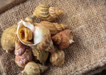 O que realmente significa ter caracóis do mar dentro de casa segundo o Feng Shui