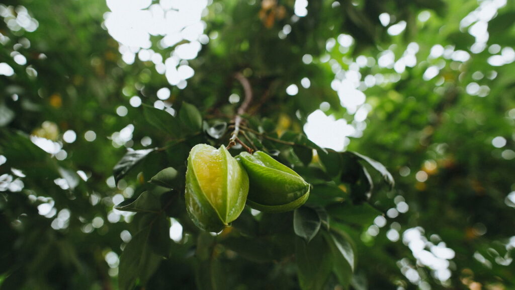 Fruta que encantam jardins e hortas é muito valorizada nos quintais