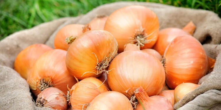 Esse vegetal além de querido na culinária tem um cultivo caseiro simples