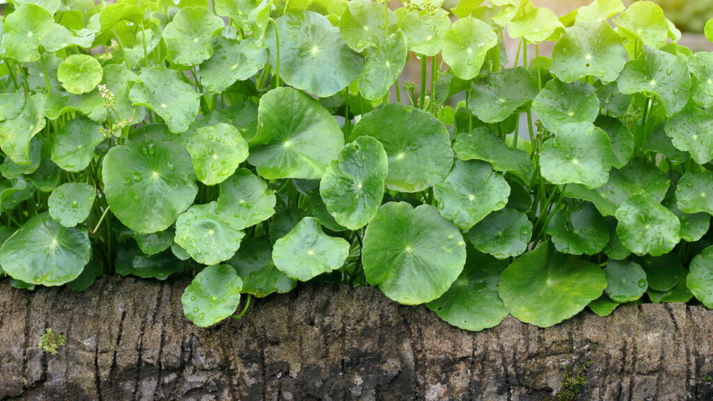 As 10 plantas que ajudam na regeneração da pele