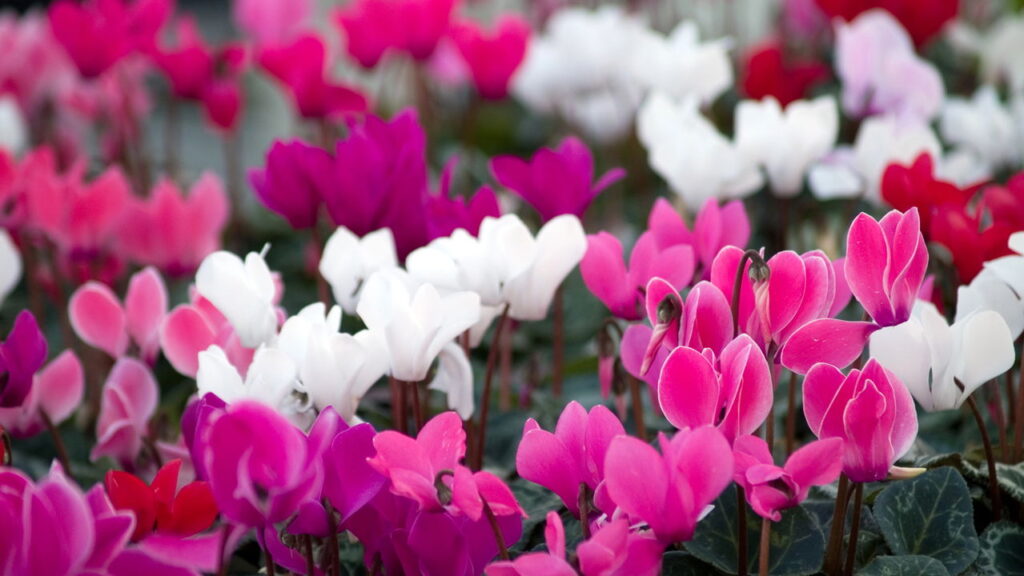 As 3 plantas que conquistam o inverno com flores e folhas perfeitas