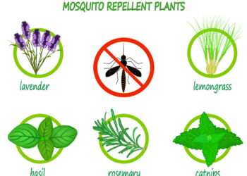 A mistura perfeita de cheiro bom e proteção contra insetos