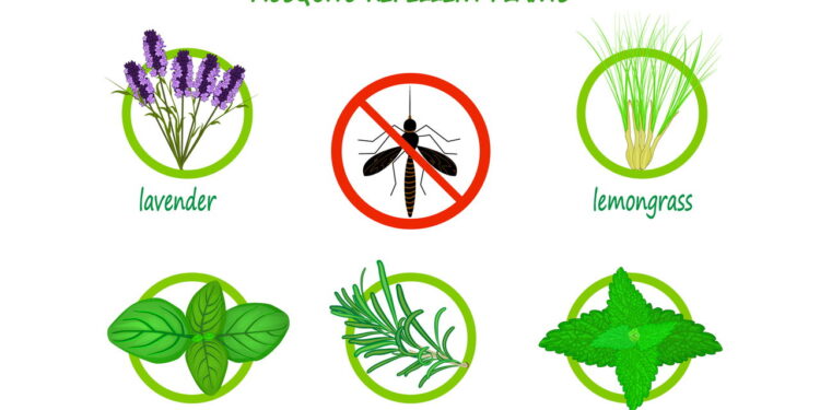 A mistura perfeita de cheiro bom e proteção contra insetos