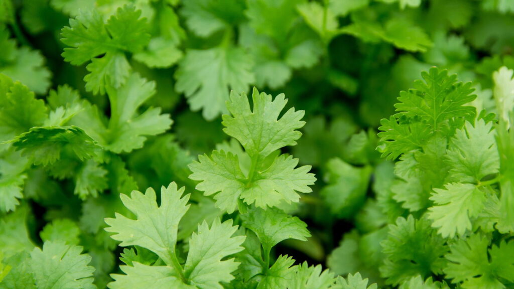 Atração de insetos benéficos que controlam pulgões e moscas naturalmente