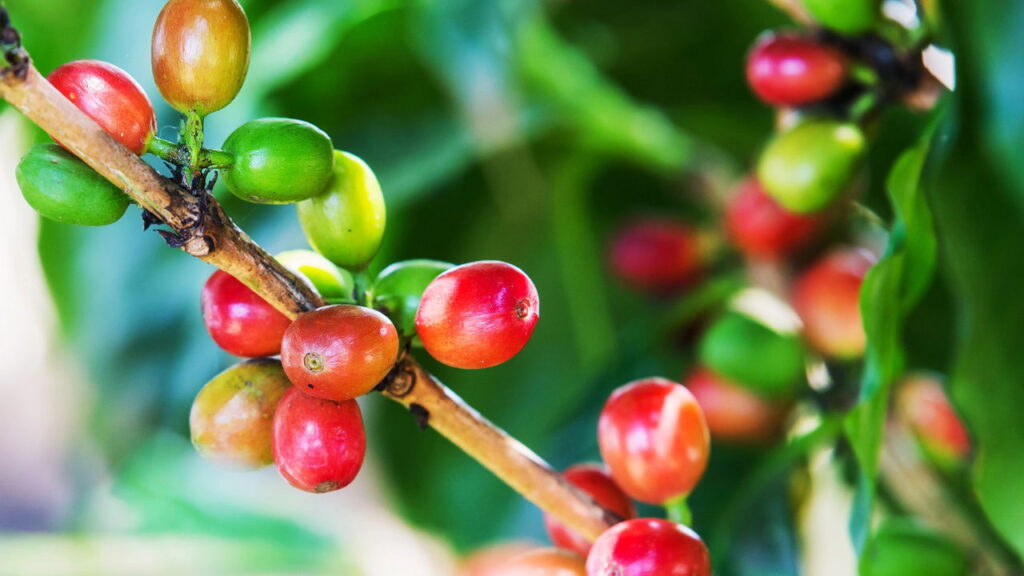 Como mandar pra longe a broca-do-café do seu jardim