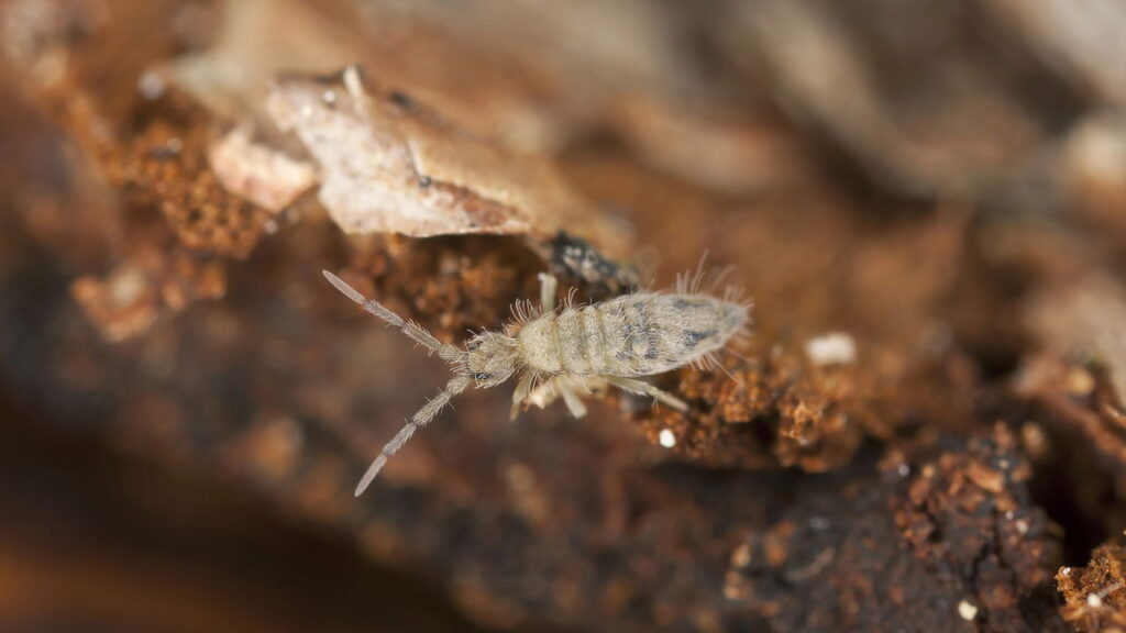 Vazamentos no banheiro realmente atraem pragas? Saiba agora