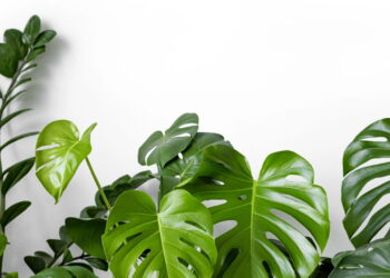 Planta tropical com folhas exuberantes simples de cultivar e irresistível para ter!