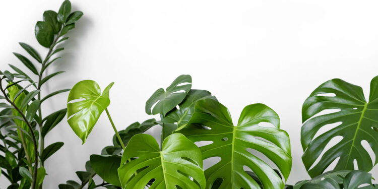 Planta tropical com folhas exuberantes simples de cultivar e irresistível para ter!