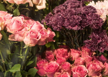 Flor com perfume sutil e presença vibrante pode estar em seu jardim com essas dicas