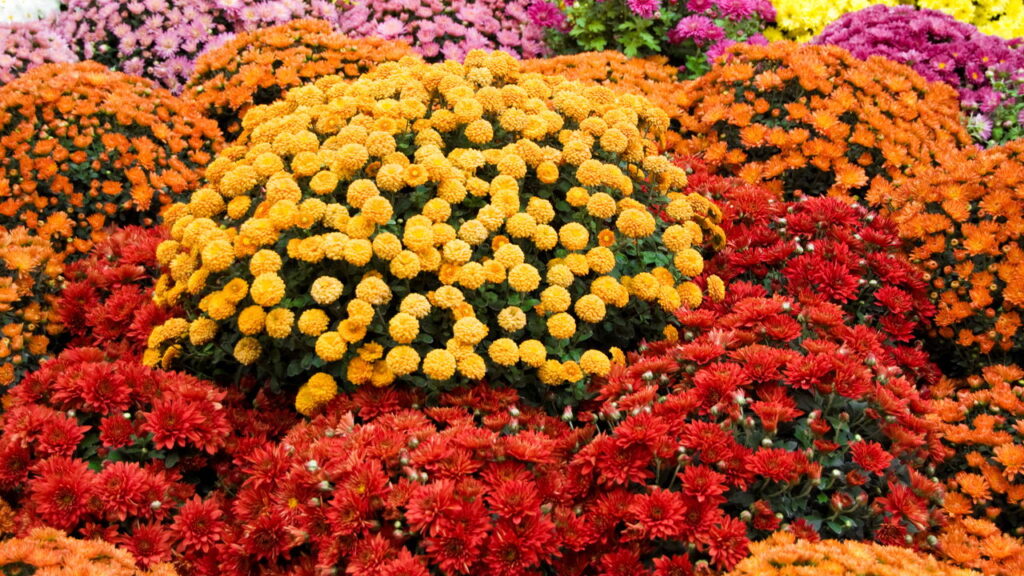 As 3 plantas que florescem no outono e inverno para deixar seu espaço aconchegante