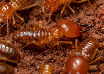 O que você precisa saber antes de matar qualquer inseto