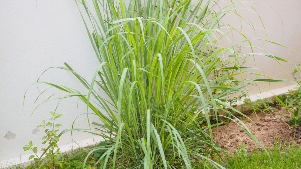 Planta poderosa contra mosquitos transmissores de doenças