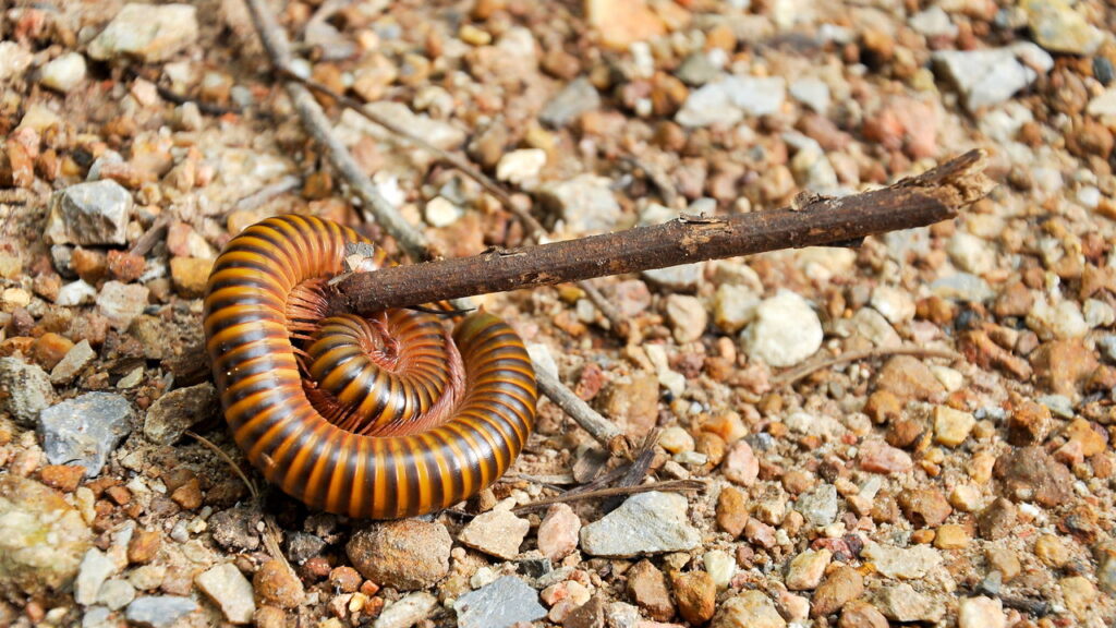 As 3 plantas que afastam piolho-de-cobra naturalmente