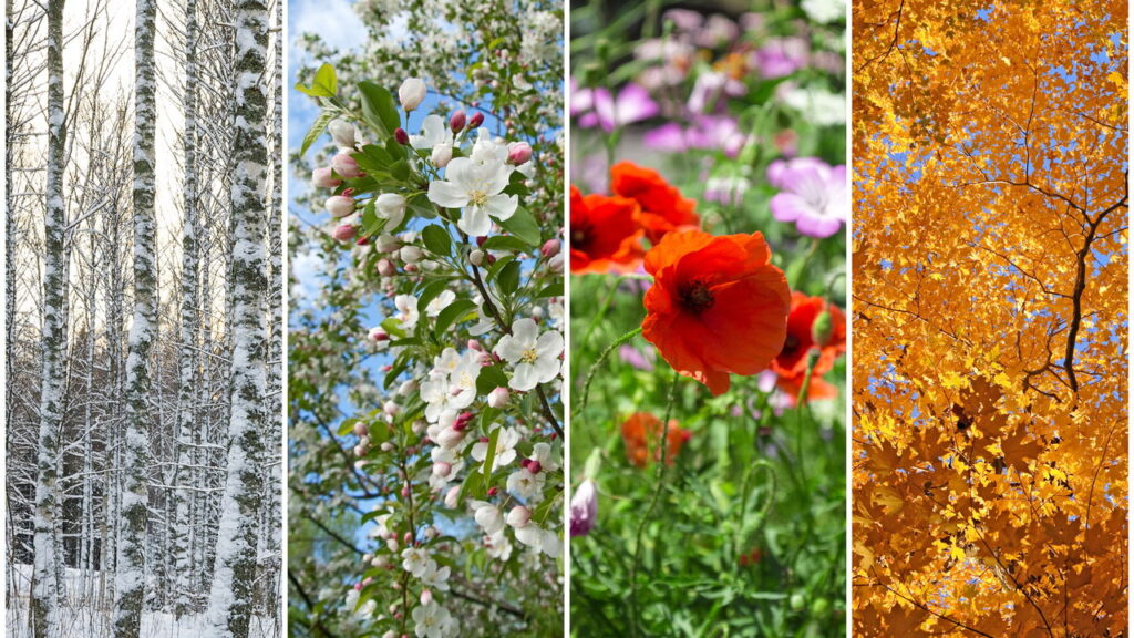 Plantas sazonais transformam o jardim a cada estação com flores e aromas