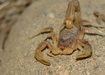 Ação repelente natural que afasta o escorpião-amarelo sem agredir o ambiente