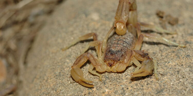Ação repelente natural que afasta o escorpião-amarelo sem agredir o ambiente