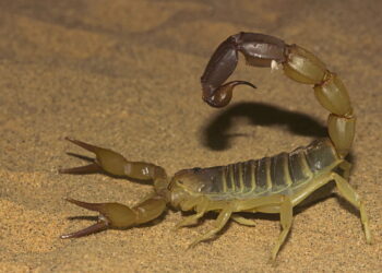 Escorpiões no banheiro: 3 cuidados essenciais para prevenir acidentes