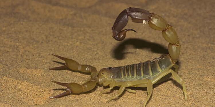 Escorpiões no banheiro: 3 cuidados essenciais para prevenir acidentes