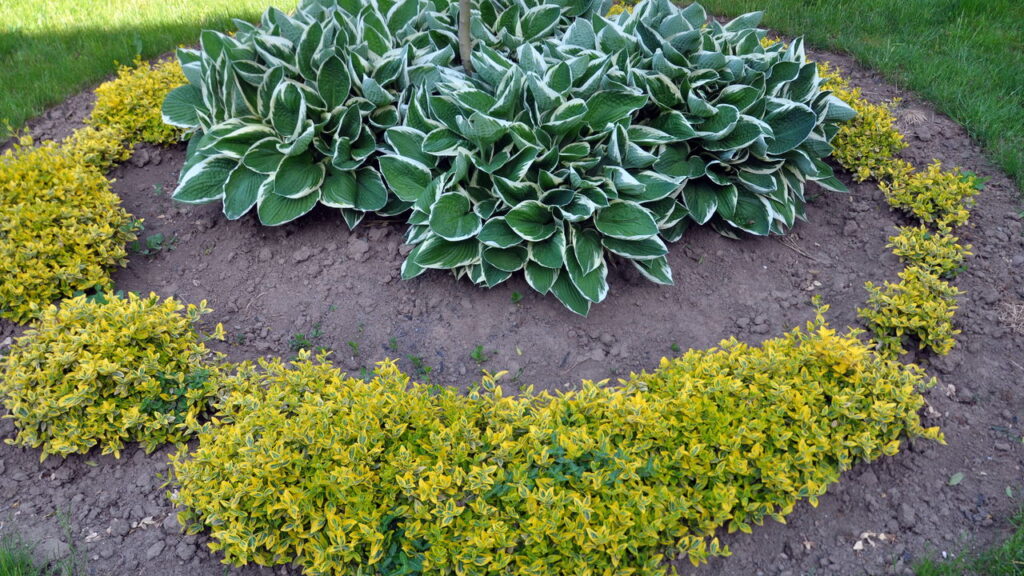 As 3 plantas que trazem cores vibrantes ao seu jardim no outono