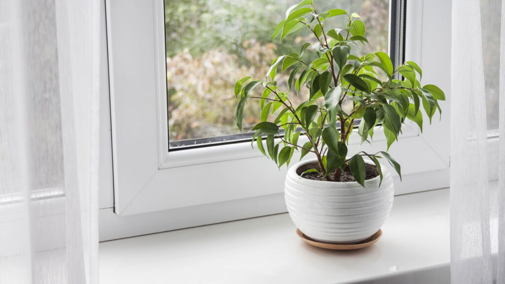 As 3 plantas que podem filtram o ar e deixar seu lar em um refúgio saudável