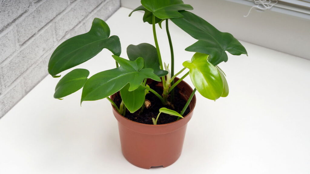 As 3 plantas que sobrevivem em ambientes escuros da sua casa