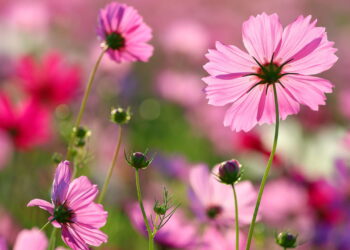 Com a beleza harmoniosa essa flor é tão linda que vai encantar seu jardim