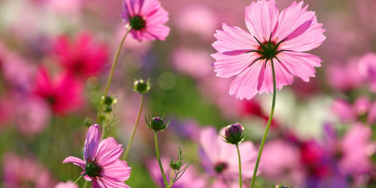 Com a beleza harmoniosa essa flor é tão linda que vai encantar seu jardim