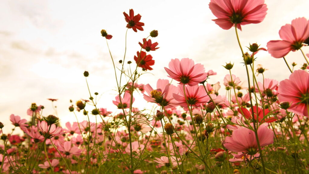 Com a beleza harmoniosa essa flor é tão linda que vai encantar seu jardim