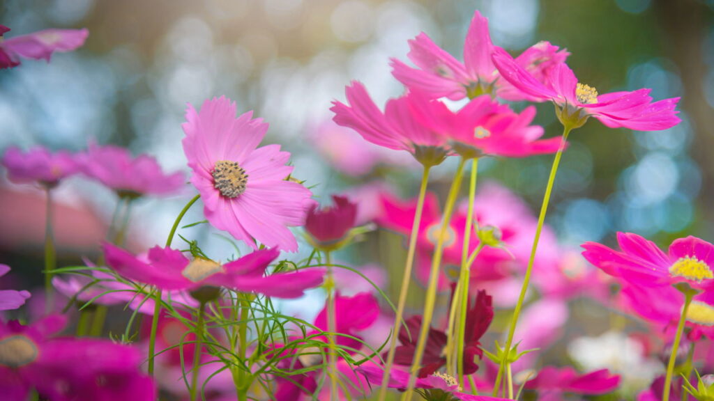 Com a beleza harmoniosa essa flor é tão linda que vai encantar seu jardim