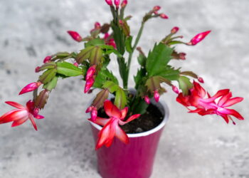 Com cores vibrantes essa flor ilumina seu jardim e não tem complicações no cultivo