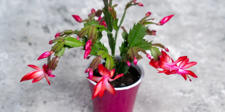 Com cores vibrantes essa flor ilumina seu jardim e não tem complicações no cultivo