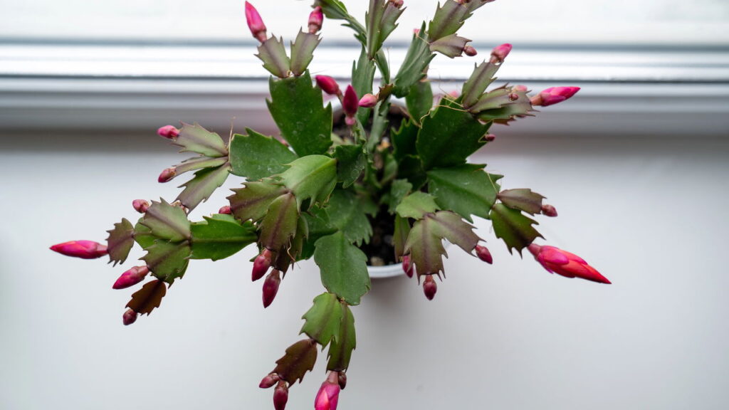 Com cores vibrantes essa flor ilumina seu jardim e não tem complicações no cultivo