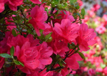 Além dessa flor transformar sua casa em um lindo jardim ela ainda é simples de cultivar