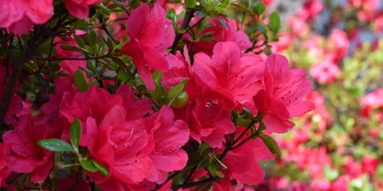 Além dessa flor transformar sua casa em um lindo jardim ela ainda é simples de cultivar