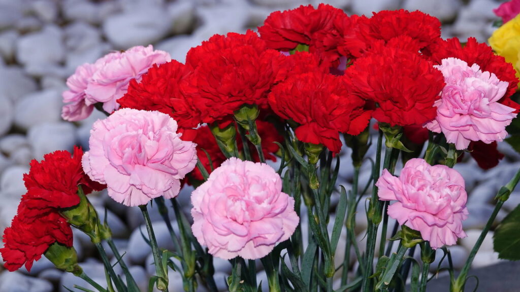 Flor com perfume sutil e presença vibrante pode estar em seu jardim com essas dicas