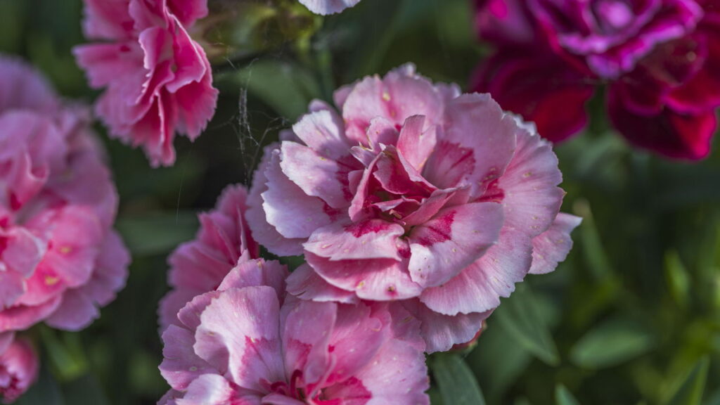Flor com perfume sutil e presença vibrante pode estar em seu jardim com essas dicas
