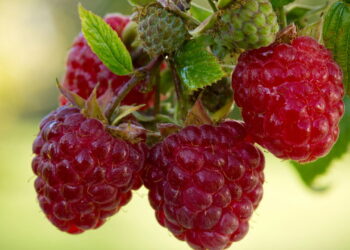 Fruta deliciosa com bom valor nutricional é ótima para ter um cultivo em casa