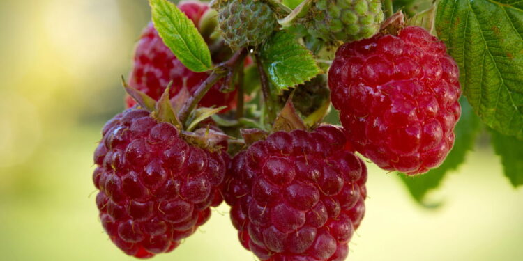 Fruta deliciosa com bom valor nutricional é ótima para ter um cultivo em casa