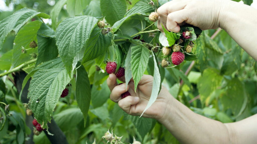 Fruta deliciosa com bom valor nutricional é ótima para ter um cultivo em casa