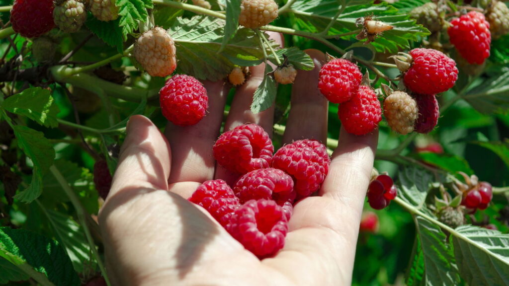 Fruta com sabor adocicado e saboroso é ideal para ter um cultivo caseiro