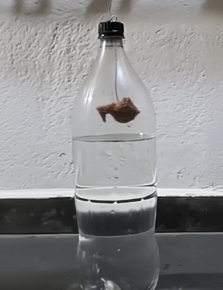 Ação atrativa que prende insetos pelo cheiro da isca