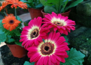 Simplicidade no cultivo e presença marcante fazem dessa flor encantadora!