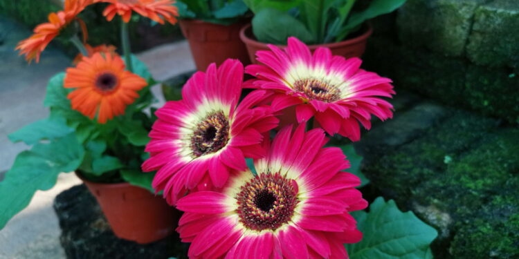 Simplicidade no cultivo e presença marcante fazem dessa flor encantadora!