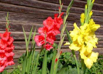 Flor ornamental que encanta jardins com suas pétalas vibrantes e elegantes