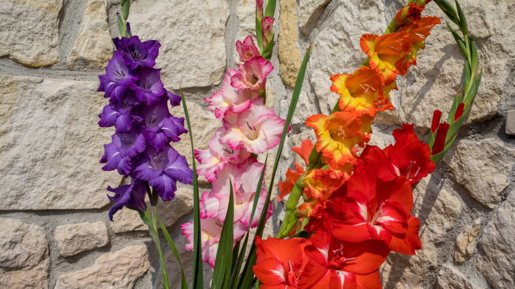 Flor ornamental que encanta jardins com suas pétalas vibrantes e elegantes