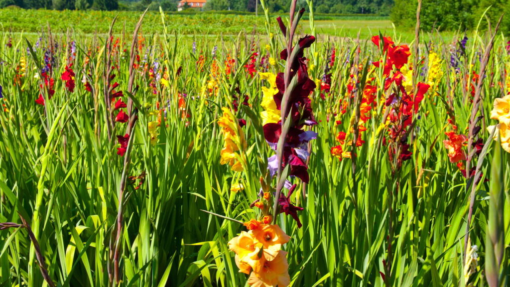 Flor ornamental que encanta jardins com suas pétalas vibrantes e elegantes