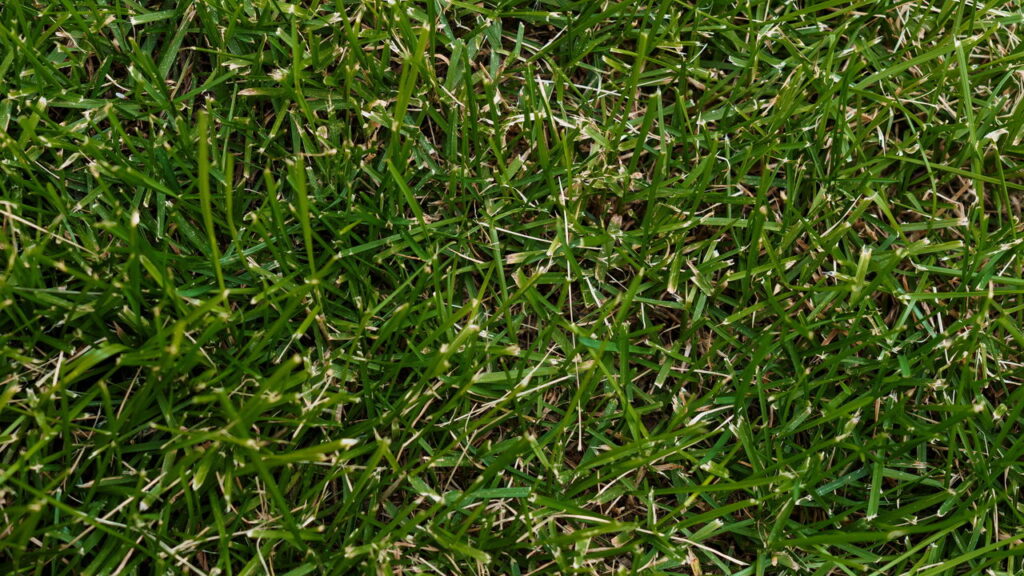 Evita o surgimento de microambientes úmidos que favorecem carrapatos